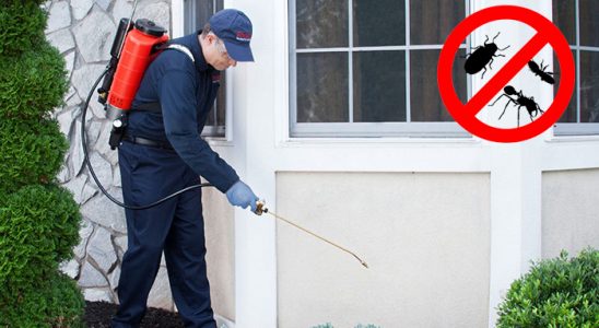 Çamlık Karınca İlaçlama böcek ilaçlama ve haşere kontrolü — ilaclama-tr.com